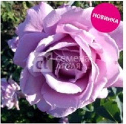 Роза Арфа - чайно-гибридная/60-85см/голубой оттенок (шт)