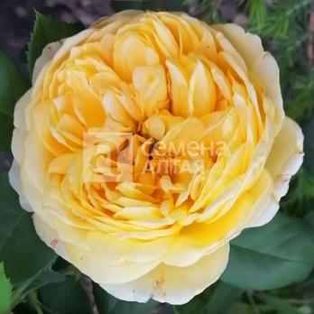 Роза Голден Селебрейшн - английская/120-150см/желтая