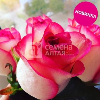 Роза Изольда - чайно-гибридная/90-120см/у основания белые с переходом в малиновую кайму (шт)