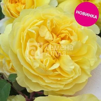 Роза Канарейка - шраб (кустовая)/80-120см/аромат с цитрусовыми нотками (шт)
