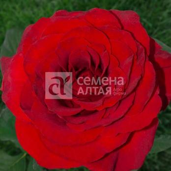 Роза Либерти - чайно-гибридная/35-45см/темно-красная (шт)