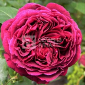 Роза Сольфеджио - чайно-гибридная/65-85см/ярко-розовая, цикламеновая (шт)