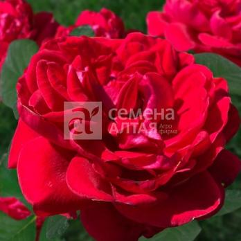 Роза Флорентина - плетистая(клаймбер)/200-230см/ярко-красная (шт)