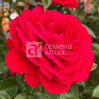 Роза Якудза - чайно-гибридная/70-110см/яркая с необычной формой лепестков (шт)