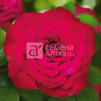 Роза Родос - чайно-гибридная/80-100см/гранатово-красная