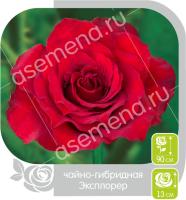 Роза Эксплорер - чайно-гибридная/110-120см/алая с бархатистыми лепестками