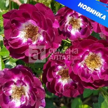 Роза Манитоба - спрей/45-60см/темно-фиолетовые с белым пятном (шт)