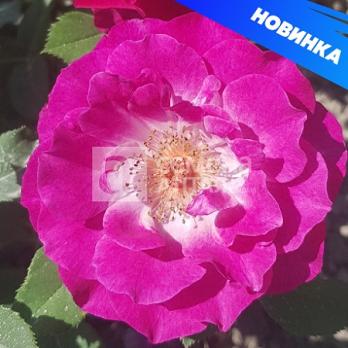 Роза Торонто - флорибунда/60-80см/фиолетовая с розоватым оттенком (шт)