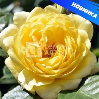 Роза Анни Дюпрей - шраб (кустовая)/80-110см/нежно-желтый,цитрусовый аромат (шт)