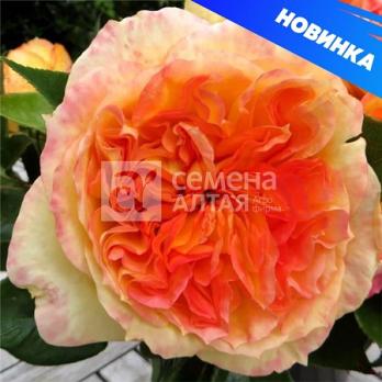 Роза Анри Дельбар -чайно-гибридная/80-100см/медно-оранжевая (шт)