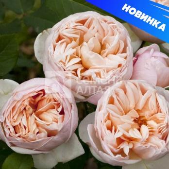 Роза Бэлль Романтика - чайно-гибридная/60-80см/среднемахровая/персиковая, цитрусовый аромат (шт)