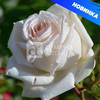Роза Мадам Анизетт - чайно-гибридная/80-140см/кремовая с абрикосовым оттенком (шт)