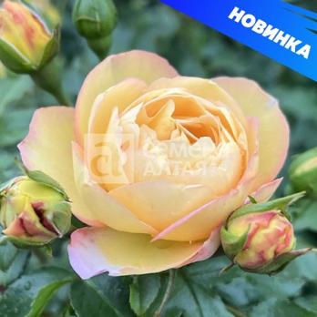 Роза Шато де Шеверни - флорибунда (кустовая)/100-140см/розовато-жёлтая (шт)