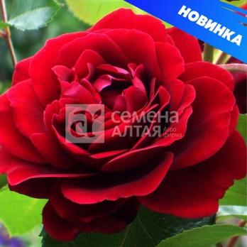 Роза Амадеус - клаймбер (плетистая)/250-300см/красная (шт)