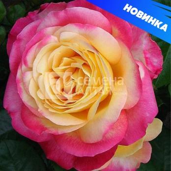 Роза Восточный Экспресс - чайно-гибридная/120-185/розовая с желтой серединкой 