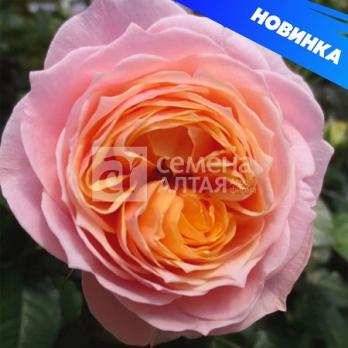 Роза Вувузелла - чайно-гибридная/80см/розово-оранжевая 