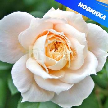 Роза Лионс роуз - флорибунда (кустовая)/50-60см/абрикосово-розового оттенка (шт)