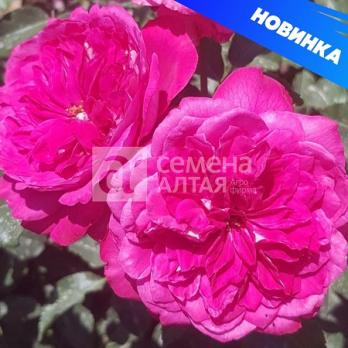 Роза Максим - чайно-гибридная/80-125см/белая с малиновыми краями/без шипов (шт)