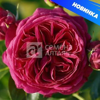 Роза Мариетта - чайно-гибридная/70-100см/бордово-красная (шт)