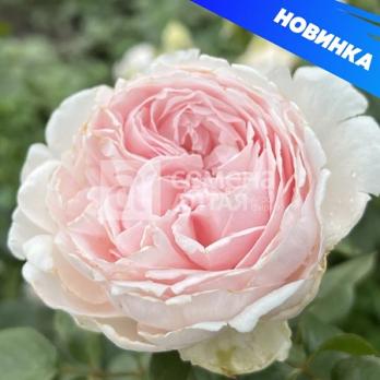Роза Нияда - парковая (кустовая)/120-150см/бледно-розовая (шт)