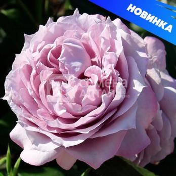 Роза Новалис - флорибунда (кустовая)/80см/сиренево-голубая (шт)