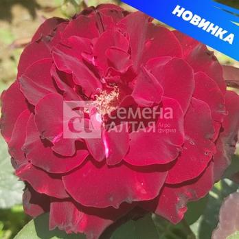 Роза Папа Мейян - чайно-гибридные/80-125см/бархатисто-малиновая (шт)