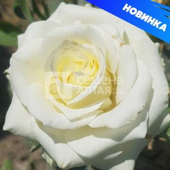 Роза Прауд - чайно-гибридная/80-130см/чисто белая (шт)