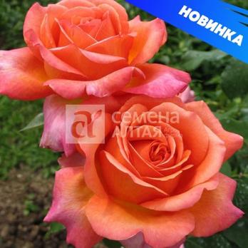 Роза Рене Госсини - чайно-гибридная/60-80см/оранжево-мандариновая (шт)