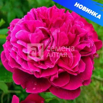 Роза Уильям Шекспир - английская/100-120см/меняется от красного к лиловому 