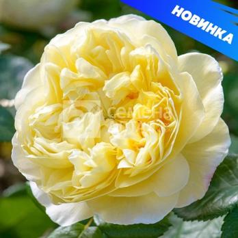 Роза Чарльз Дарвин - центифольная (столепестковая)/100-120см/насыщенно желтая (шт)