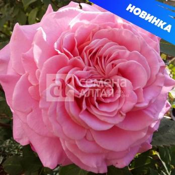 Роза Эшли - чайно-гибридная/80-100см/махровые/ярко-розовая