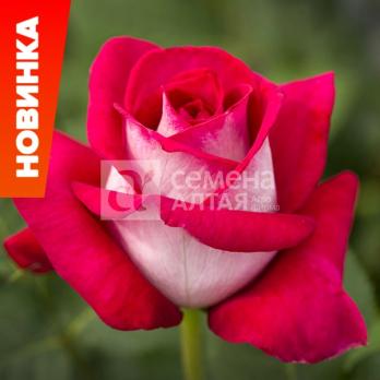 Роза Таис - чайно-гибридная/80-100см/махровая/карминно-красная окраска с белым реверсом лепестков