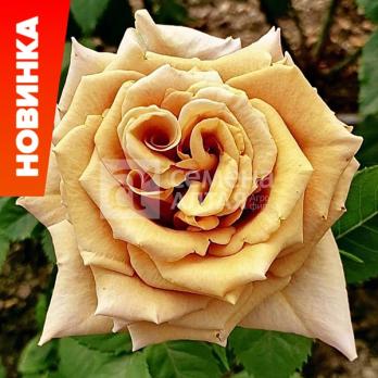 Роза Тоффи - чайно-гибридная/70-90см/кофейно-карамельная окраска