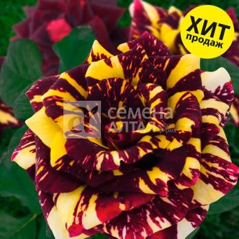 Роза Абра-Кадабра - флорибунда/50-60см/темно-красная с желтыми полосками