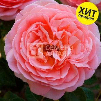 Роза Абрахам Дерби - шраб(парковая)/120-150см/нежно-розовая с янтарным оттенком в центре