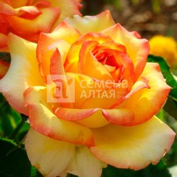 Роза Амбианс - чайно-гибридная/80-100см/густомахровая/желтая с малиновой каймой