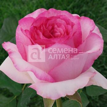 Роза Белла Вита - чайно-гибридная/90см/махровая/снаружи белая,с внутрен стороны ярко-малиновая (шт)