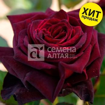 Роза Блек Баккара - чайно-гибридная/80см/самый черный сорт в мире