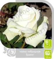 Роза Боинг - чайно-гибридная/100-120см/густомахровая/белоснежная