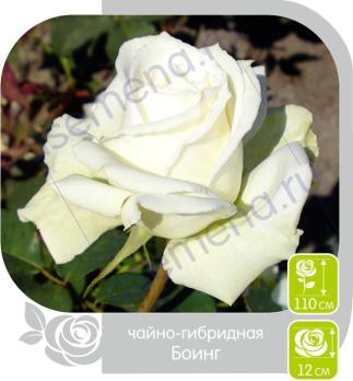 Роза Боинг - чайно-гибридная/100-120см/густомахровая/белоснежная