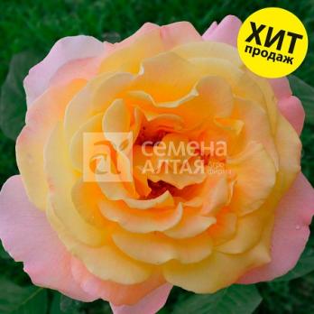Роза Глория Дей - чайно-гибридная/120-150см/махровая/желтая с розовым оттенком по краям