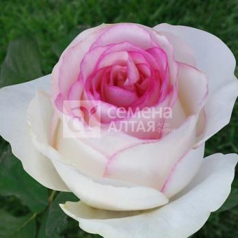 Роза Дольче Вита - чайно-гибридная/90см/махровая/белая со светло-розовым ободком