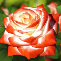 Роза Императрица Фарах - чайно-гибридная/70-100см/махровая/малиновая с желто-белым центром