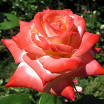 Роза Императрица Фарах - чайно-гибридная/70-100см/махровая/малиновая с желто-белым центром