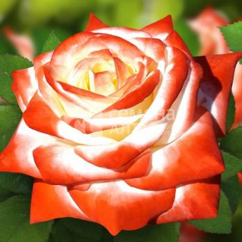 Роза Императрица Фарах - чайно-гибридная/70-100см/махровая/малиновая с желто-белым центром