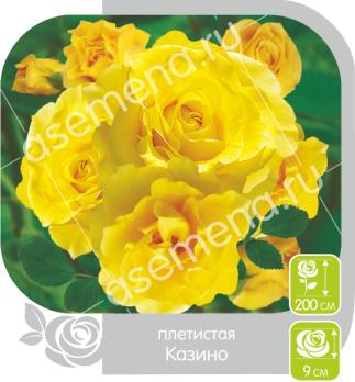 Роза Казино - плетистая/200см/махровая/лимонно-желтая