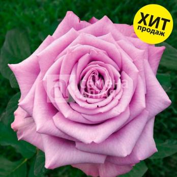 Роза Кул Ватер - чайно-гибридная/100см/махровая/розово-лиловая