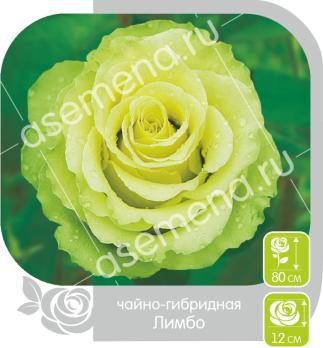 Роза Лимбо - чайно-гибридная/80см/лимонна с зеленоватым оттенком