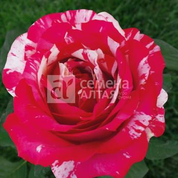 Роза Папагено - чайно-гибридная/1,2м/малиново-красная с белыми полосками