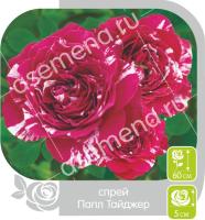 Роза Папл Тайджер - спрей/50-60см/малиновая